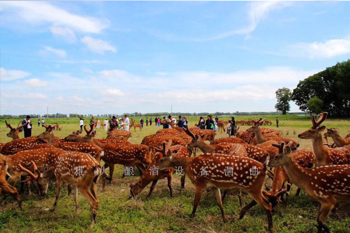 11.2鹿趣觀(guān)光園