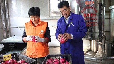 雅大1000斤火龍果酒發(fā)酵中，特邀您體驗后期果酒壓榨、滅菌全過程！