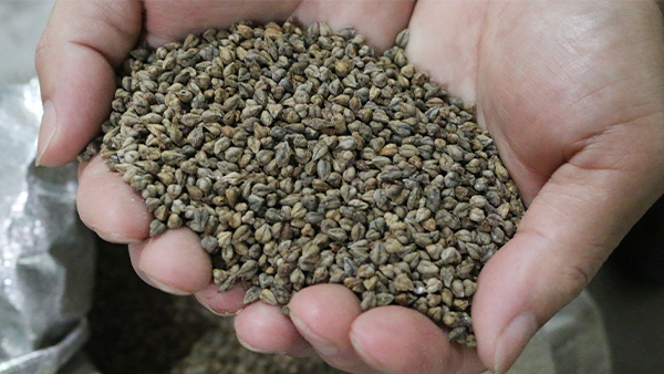 【釀酒設(shè)備廠家】苦蕎五糧酒釀酒技術(shù)，有想學(xué)的嗎？