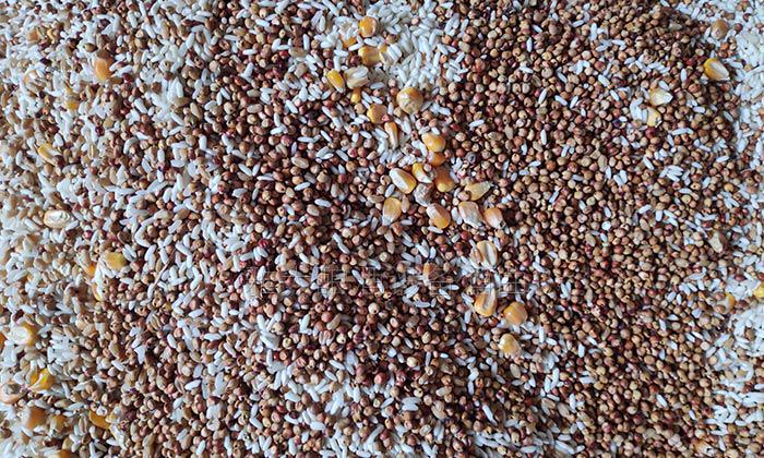 選擇糧食要新鮮、飽滿