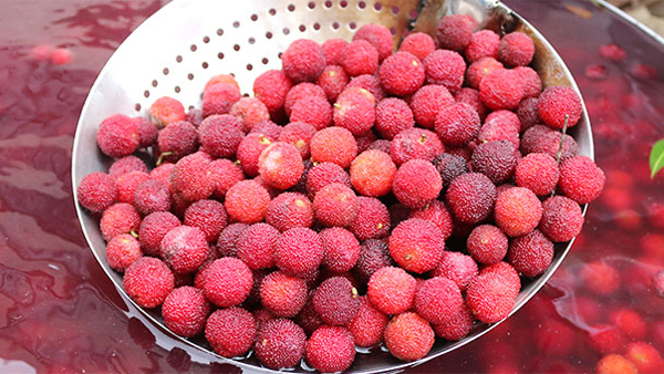 楊梅酒釀酒全攻略：從選果到陳釀的完整技術解析