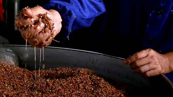 傳統(tǒng)固態(tài)釀酒，酒醅含水量對(duì)酒質(zhì)和出酒率有影響嗎？