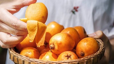 枇杷上市了，趕緊用果酒釀酒設(shè)備將它們釀成酒吧！