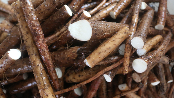 山藥酒怎么做？國家高級釀酒師——雅大釀酒設(shè)備蔣老師教您做山藥酒