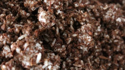 若大型釀酒設(shè)備酒廠采用大曲+小曲混合發(fā)酵，酒會好喝嗎？