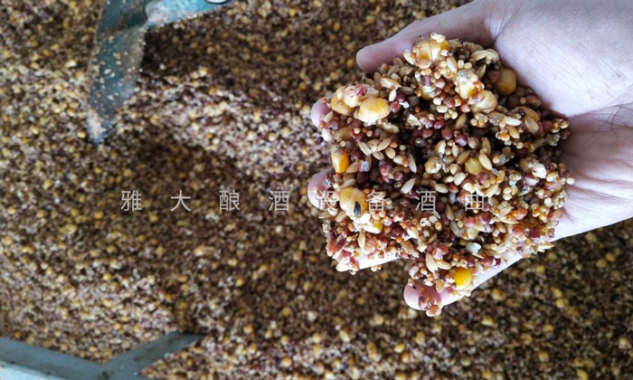 5.24選用無雜質、無霉變的糧食釀五糧酒