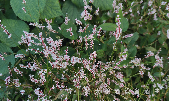 為什么不同酒廠釀造的小曲清香酒味道不一樣？ 5