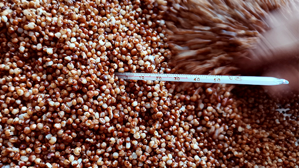 知道酒曲微生物與溫度的關(guān)系，才能進一步提升白酒出酒率！