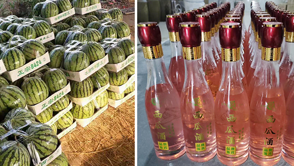 常大哥用不銹鋼釀酒設(shè)備做西瓜酒，“花樣”賺錢