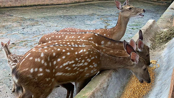 引進(jìn)生物顆粒釀酒設(shè)備，打造新時(shí)代下的親子莊園