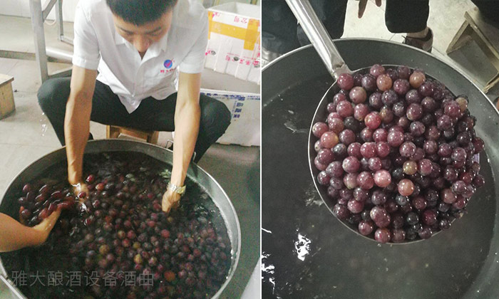 8.16葡萄釀酒技術—清洗