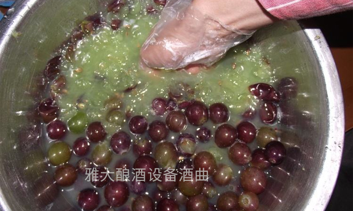 8.16葡萄釀酒技術-破碎