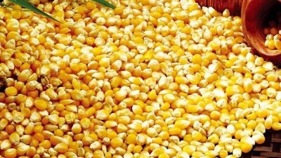 用玉米釀酒設(shè)備做酒，怎樣才能將每粒玉米中的淀粉吃干榨凈？