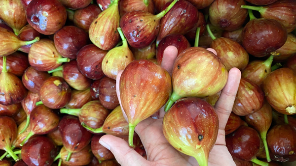 不會(huì)做無(wú)花果酒，雅大電加熱釀酒設(shè)備釀酒師親自上門指導(dǎo)！