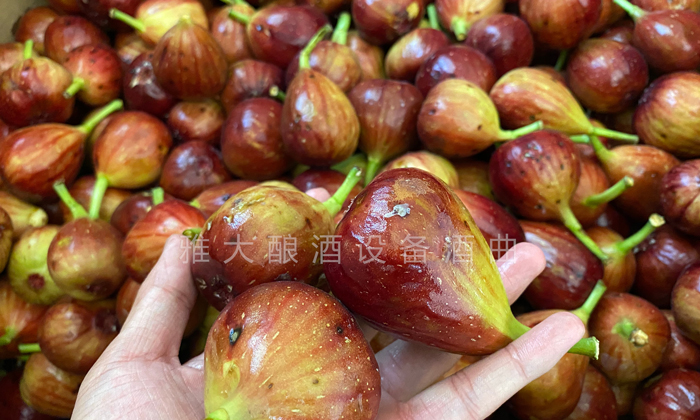 9.16挑選出來(lái)的長(zhǎng)相難看的無(wú)花果、小果