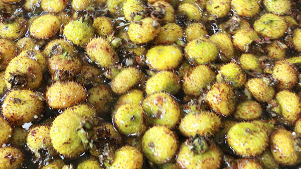 山間野果變黃金佳釀！刺梨季倒計時，雅大助您搶占刺梨酒財富先機(jī)！