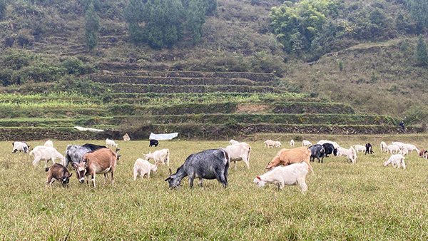 聽過(guò)酒糟養(yǎng)豬，內(nèi)蒙冀總卻用釀白酒設(shè)備釀酒后的酒糟養(yǎng)鴕鳥