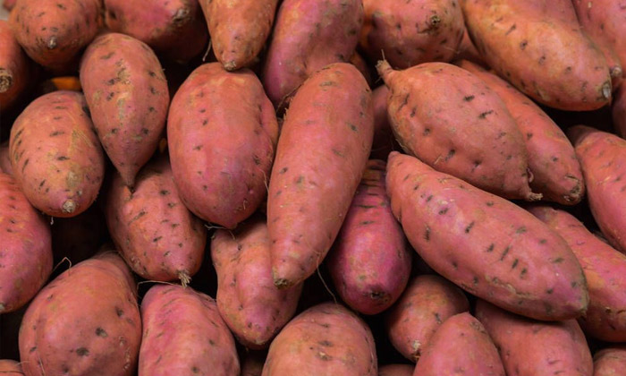 24-紅薯釀酒技術-準備原料