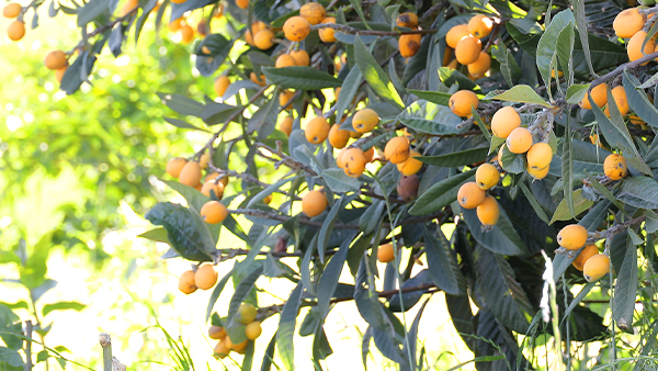 滯銷枇杷別丟棄！7步釀出高價果酒，畝產利潤翻5倍！