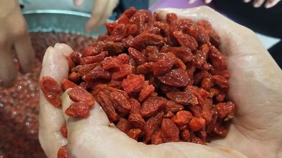 學(xué)會枸杞酒的三種常見釀酒技術(shù)，您就是釀酒高手！