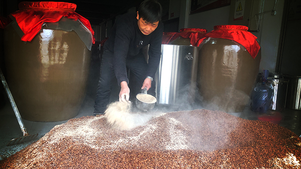 白酒釀造的主力不是人，而是酒曲中的微生物