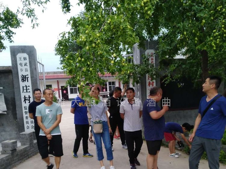 4.21村莊門(mén)口都是大棗樹(shù)