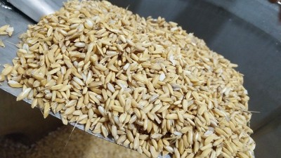 用烤酒設備做固態(tài)酒，做好這7點出酒率瞬間提高20%！