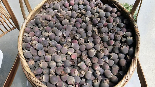 大山里隨處可見的野果，用小型酒廠釀酒設(shè)備釀成酒更美味！