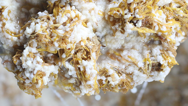 重陽節(jié)養(yǎng)生佳釀，菊花糯米酒的釀酒技藝