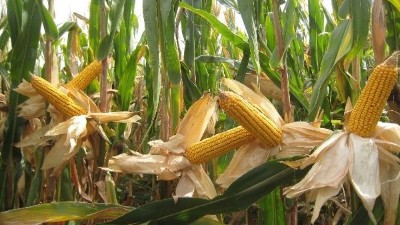 玉米滯銷村民心中苦，劉哥借助白酒釀造設(shè)備釀出“脫貧致富酒”