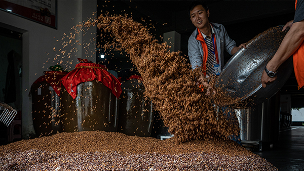 完整版粉碎固態(tài)五糧釀酒技術(shù)，想學(xué)的趕緊看過來！