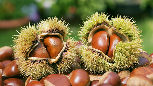 我想釀板栗酒，用哪一款酒曲比較好？