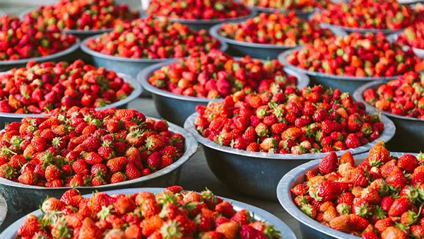 適合女性小酌一杯的微醺草莓酒，口感清甜不易醉人