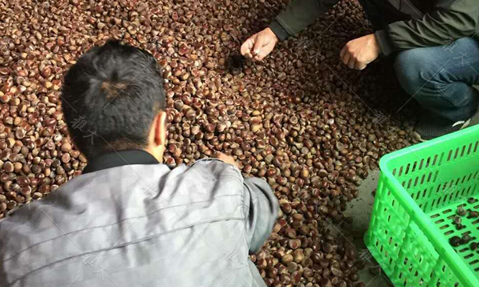 11-22板栗挑選新鮮、飽滿、無蟲蛀、無霉變的為原