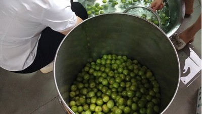 李子熟了，又一個朋友來雅大不銹鋼釀酒設備學做李子酒