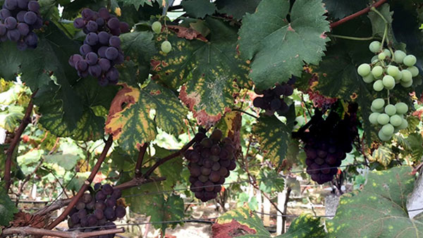 掌握這些步驟，你就能成為葡萄酒釀造高手