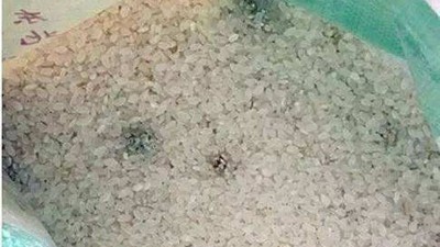 白酒蒸餾設(shè)備釀的酒苦味重，可能是原料惹的禍