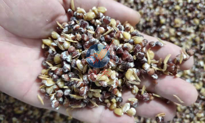 12.7高粱糖化完成，表面長(zhǎng)滿(mǎn)菌絲