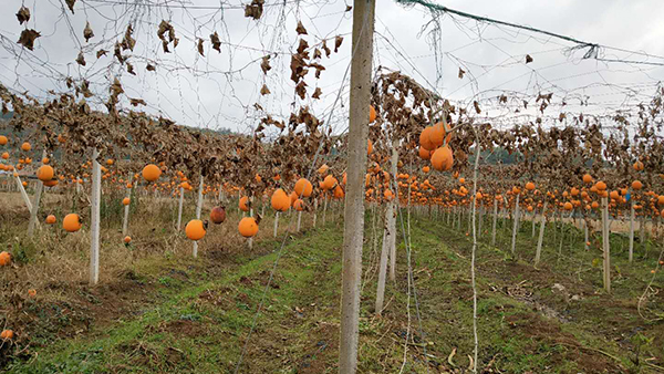 引進(jìn)果酒釀酒設(shè)備做酒，發(fā)展瓜蔞全產(chǎn)生鏈，帶動(dòng)村民就業(yè)增收