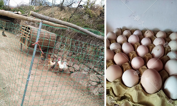 924趙總建設(shè)大型養(yǎng)殖場，用酒糟養(yǎng)豬、養(yǎng)雞