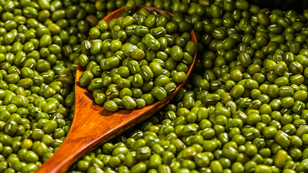 用釀酒蒸餾設(shè)備做綠豆酒，工藝簡(jiǎn)單，趕緊學(xué)起來！