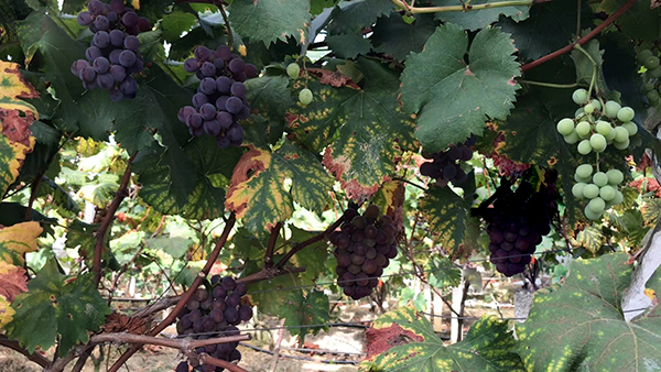 用果酒釀酒設(shè)備釀造葡萄酒的詳細(xì)步驟，全在這兒了！