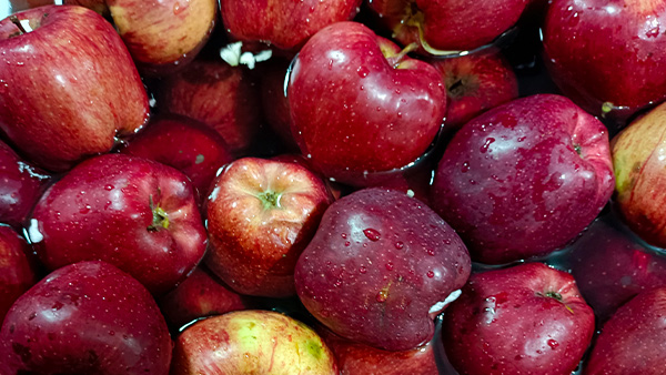 用大型釀酒設(shè)備做蘋果酒，“剩蘋果”搖身一變成為致富果