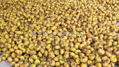 脫貧致富酒，刺梨酒怎么釀？電加熱釀酒設(shè)備釀造刺梨酒技術(shù)