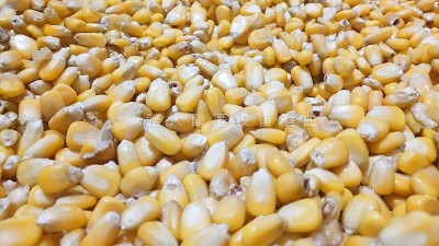 用烤酒設(shè)備做包谷燒，忽略這1點將影響產(chǎn)量和口感