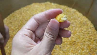 很多人用烤酒設(shè)備做固態(tài)酒時用這種水泡糧，怪不得不出酒！