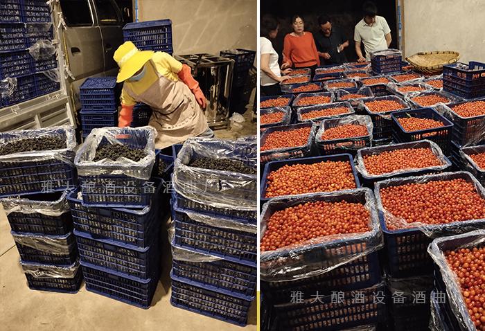 大批量水果滯銷(xiāo)