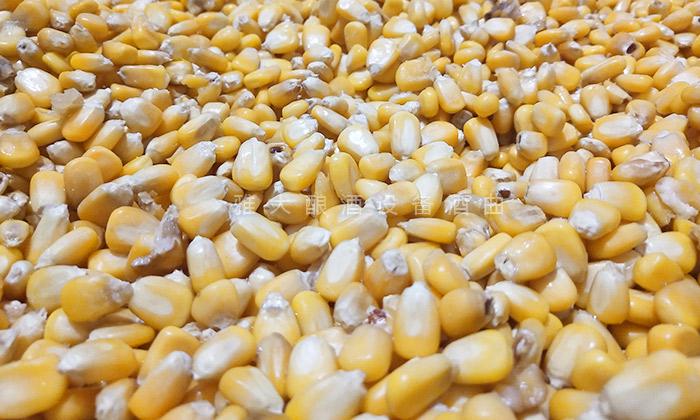 原料的選擇一定要飽滿、新鮮無霉