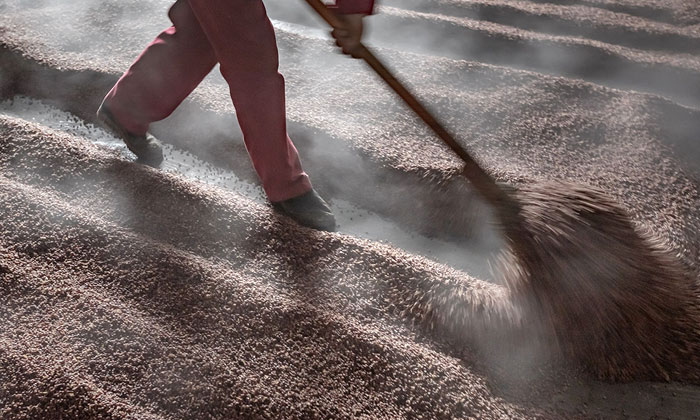 10.10想釀出好酒，經(jīng)驗手法很重要1