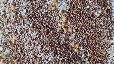 用小型白酒釀酒設備蒸的酒苦味重，快查查原料是否處理得當！